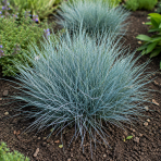 Kostrava sivá (Festuca glauca) ´AZURIT´ kont. P9